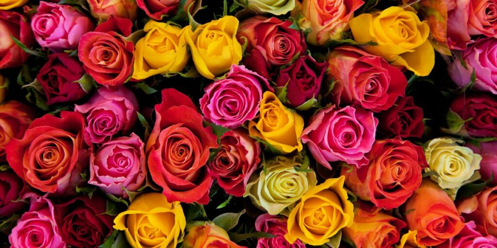 Une photo d'art, représentant des roses de différentes couleurs